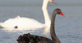 cigno bianco nero