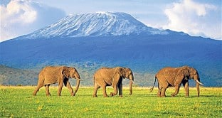 kenyaelephant