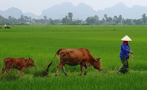 Il Vietnam cresce a ritmi elevati e investire nel paese non è più un azzardo. I bond sono speculativi, ma per gli analisti ci sono meno rischi