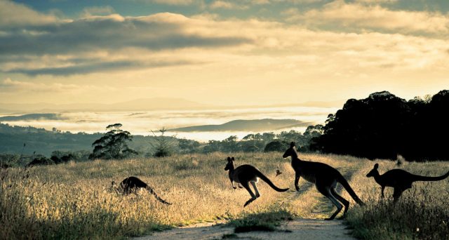 Nuove obbligazioni a 30 anni con scadenza giugno 2051 sono state emesse dal Tesoro dell'Australia a rendimenti appetibili, anche perché parliamo di rating 